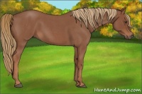 Horse Color:Red Roan 