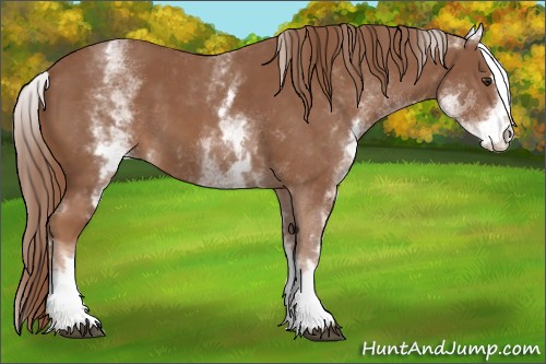 Horse Color:White Spotted Chestnut Sabino