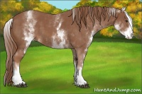 Horse Color:White Spotted Chestnut Sabino 