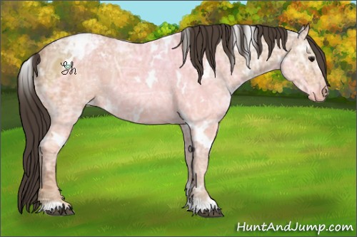 Horse Color:White Spotted Bay Ice Appaloosa Rabicano 