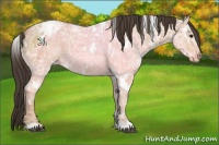 Horse Color:White Spotted Bay Ice Appaloosa Rabicano 