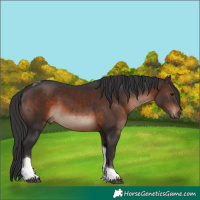 Horse Color:Brown Tobiano 