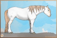 Horse Color:Amber Cream Champagne Pearl Tobiano Near Fewspot Rabicano 