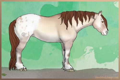 Horse Color:Amber Champagne Onyx Appaloosa Rabicano 