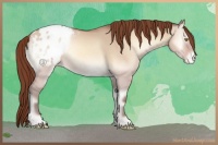 Horse Color:Amber Champagne Onyx Appaloosa Rabicano 
