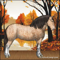 Horse Color:Bay  and Amber Champagne 