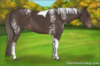 Horse Color:White Spotted Liver Chestnut Mushroom Tobiano Appaloosa