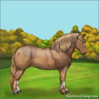 Horse Color:Chestnut and Chestnut