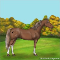 Horse Color:White Spotted Chestnut Sabino 