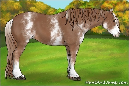 Horse Color:White Spotted Chestnut Sabino 