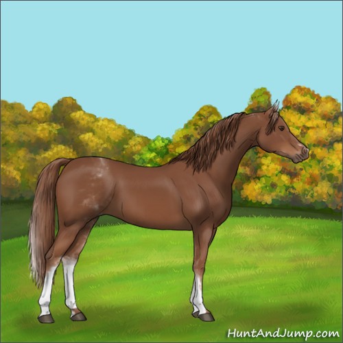 Horse Color:White Spotted Chestnut Sabino