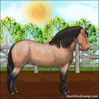 Horse Color:Bay Roan  and Bay Roan 