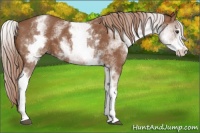 Horse Color:White Spotted Chestnut Sabino 