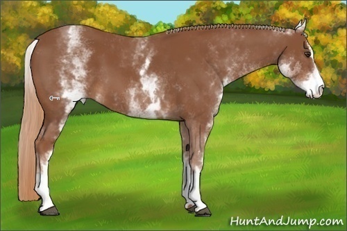 Horse Color:White Spotted Chestnut Sabino 