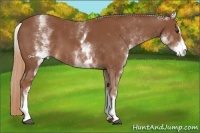 Horse Color:White Spotted Chestnut Sabino