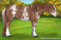Horse Color:White Spotted Chestnut Sabino 