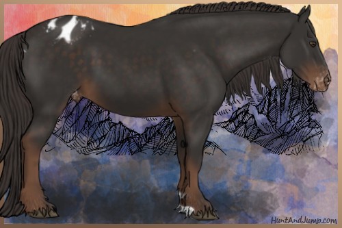 Horse Color:Liver Chestnut Appaloosa 