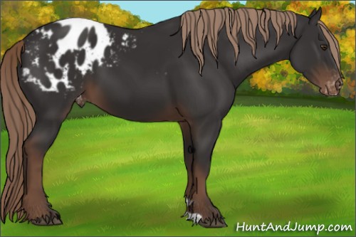 Horse Color:Liver Chestnut Appaloosa