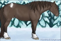 Horse Color:Liver Chestnut Appaloosa 