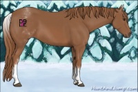 Horse Color:White Spotted Chestnut Sabino