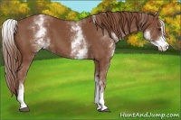 Horse Color:White Spotted Chestnut Sabino 