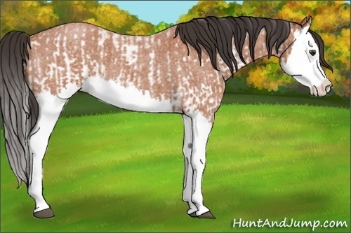 Horse Color:White Spotted Bay Splash and Bay Roan Splash
