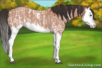 Horse Color:White Spotted Bay Splash  and Bay Roan Splash 
