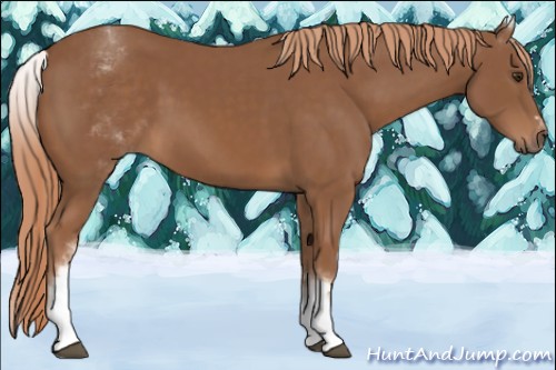 Horse Color:White Spotted Chestnut Sabino 