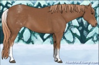 Horse Color:White Spotted Chestnut Sabino