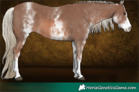 Horse Color:White Spotted Chestnut Mushroom Sabino 