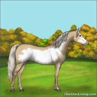 Horse Color:Silver Smoky Grullo Frame 