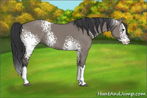 Horse Color:White Spotted Grullo Sabino Splash 