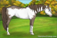 Horse Color:Smoky Blue Roan Frame Appaloosa 