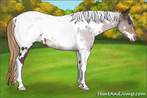 Horse Color:White Spotted Liver Chestnut Tobiano Appaloosa 