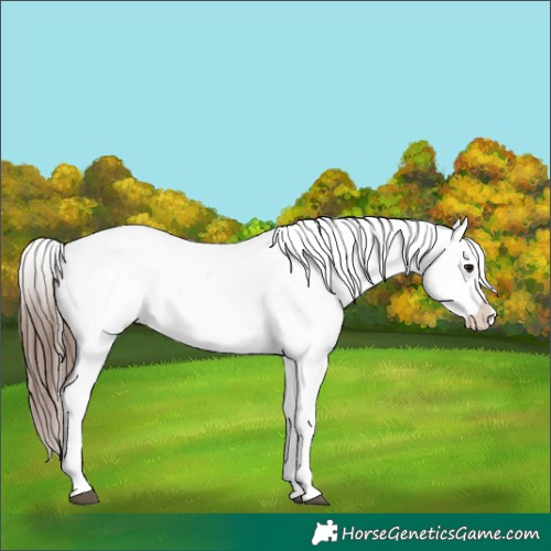 Horse Color:White Spotted Brown Appaloosa 