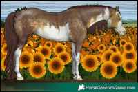 Horse Color:White Spotted Chocolate Buckskin