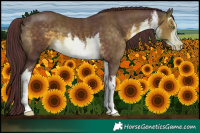 Horse Color:White Spotted Chocolate Buckskin 