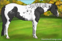 Horse Color:Black Tobiano Appaloosa 