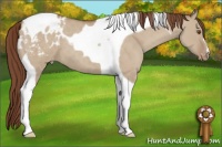 Horse Color:Classic Champagne Dun Tobiano Varnish 