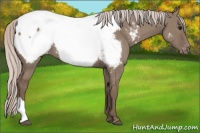 Horse Color:Silver Grullo Appaloosa 