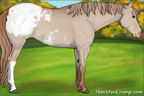 Horse Color:Red Dun Appaloosa 