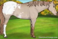 Horse Color:Red Dun Appaloosa 