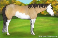 Horse Color:Buckskin Dun Splash