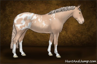 Horse Color:Gold Champagne Appaloosa 