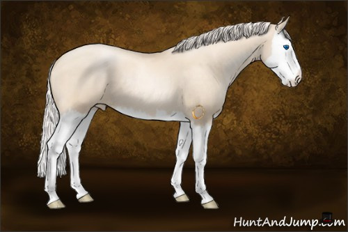 Horse Color:Gold Cream Champagne Pearl Sabino Splash