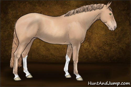 Horse Color:Gold Champagne