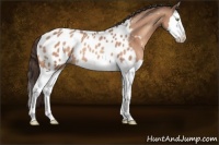 Horse Color:Amber Champagne Splash Appaloosa 