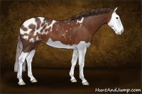 Horse Color:Liver Chestnut Splash Appaloosa 