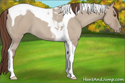 Horse Color:Classic Champagne Dun Tobiano Varnish