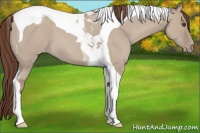 Horse Color:Classic Champagne Dun Tobiano Varnish 